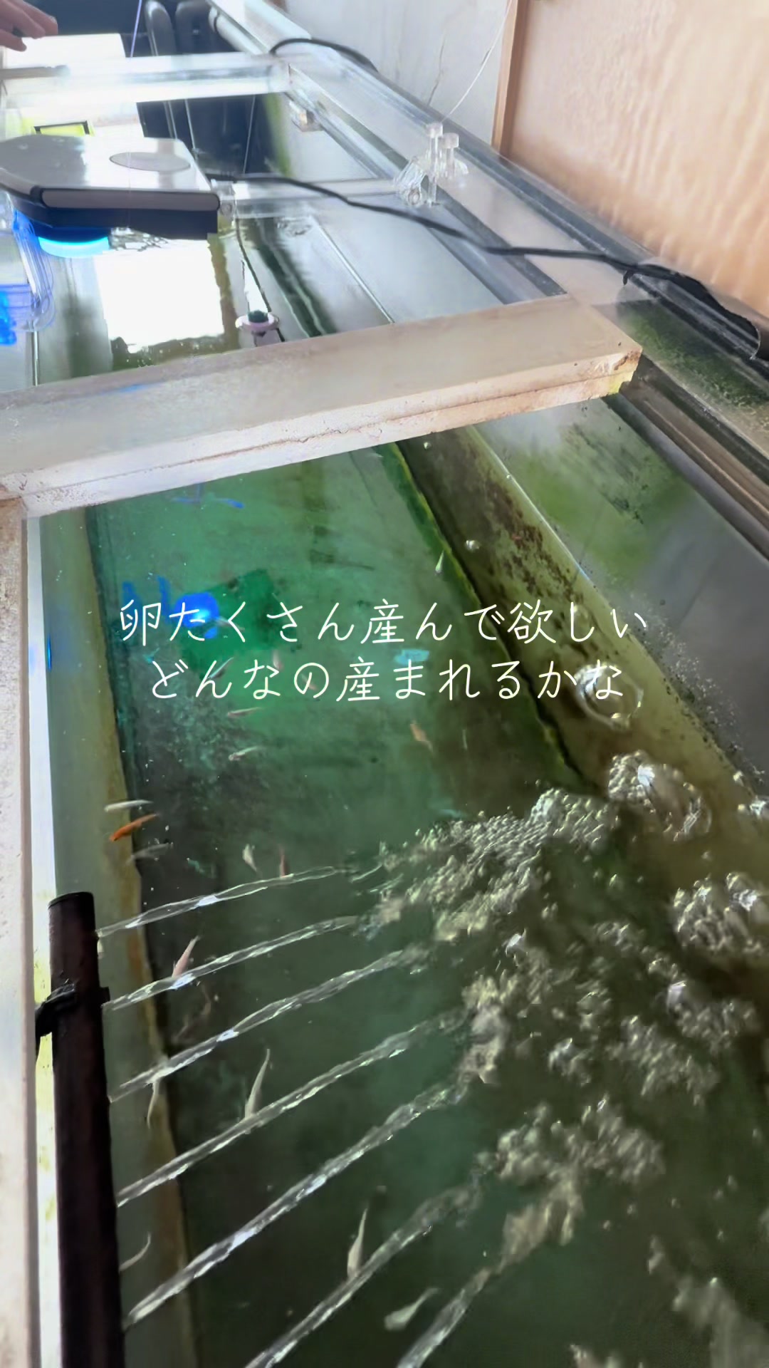 @デブデブ船長