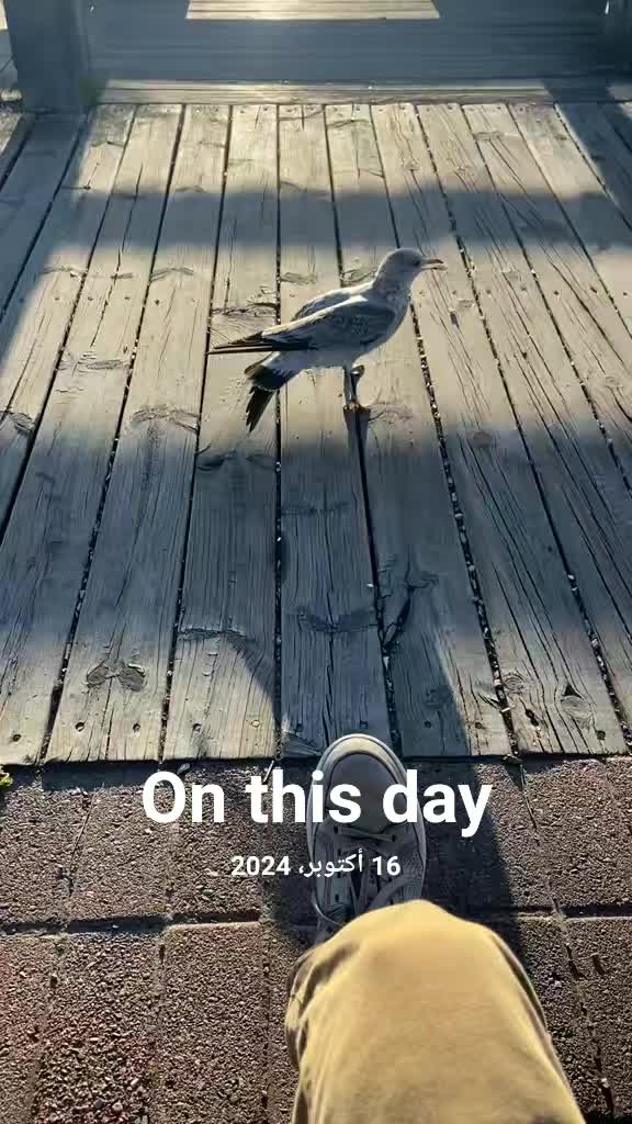 @🇨🇦🍎