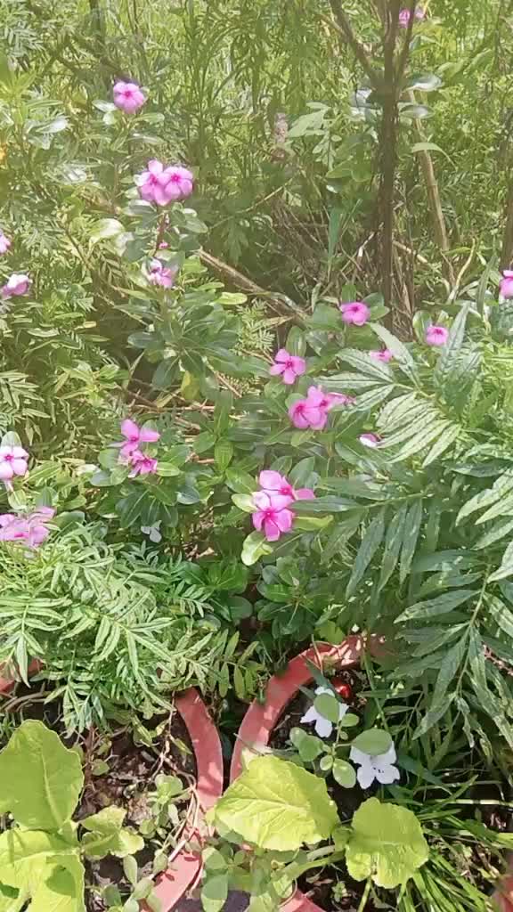 @Sarala dhungana