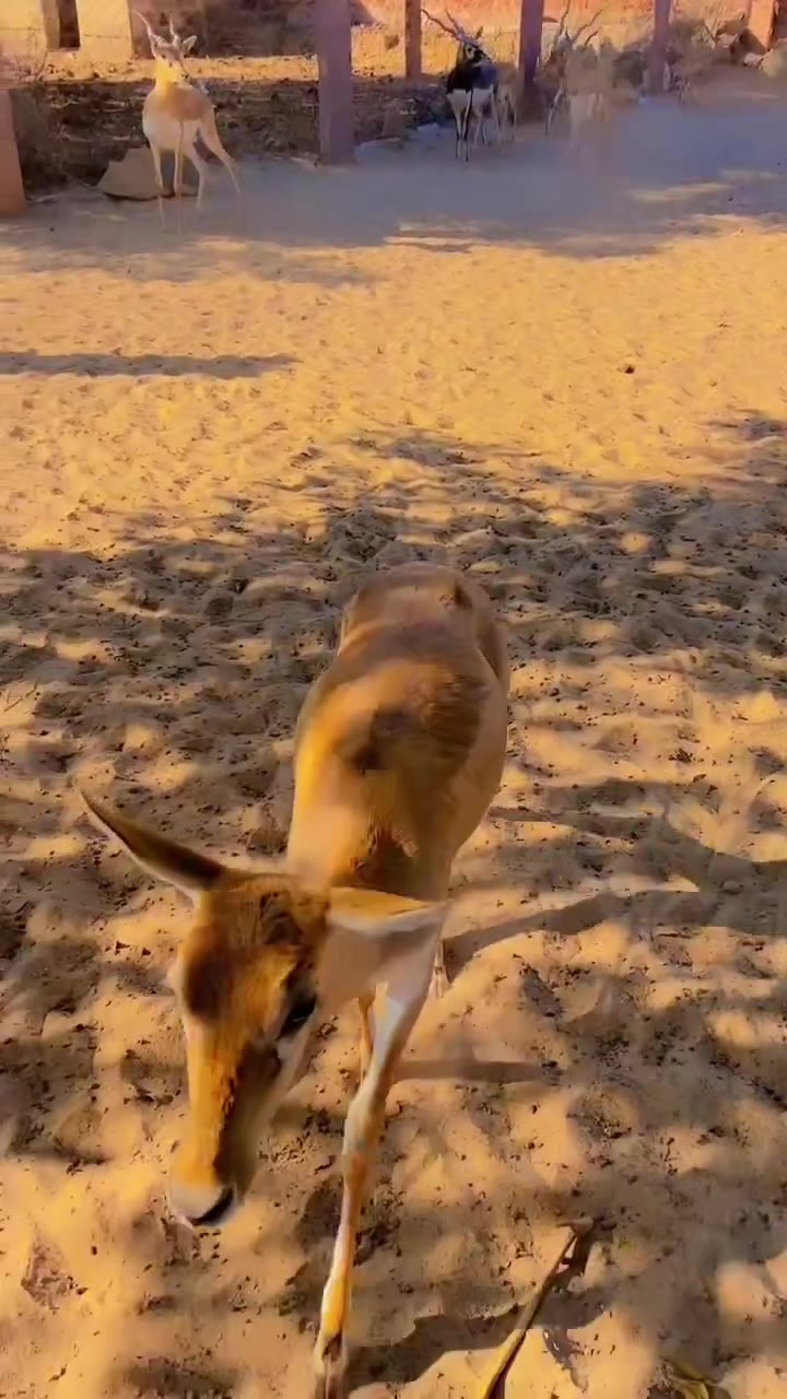 @Wildlife 🦌