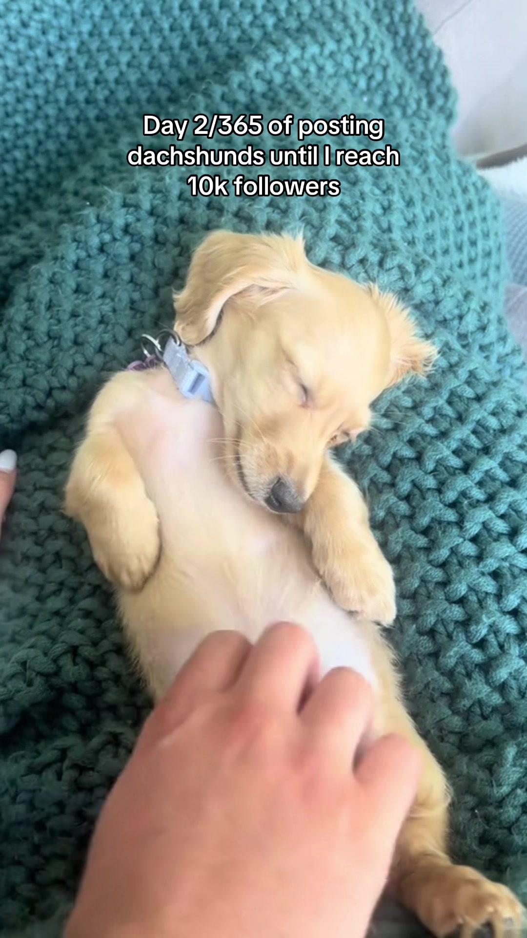 @Cute dachshund core