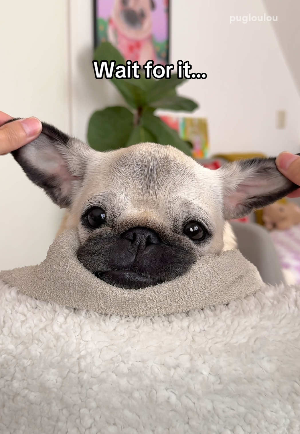 @Loulou the Pug