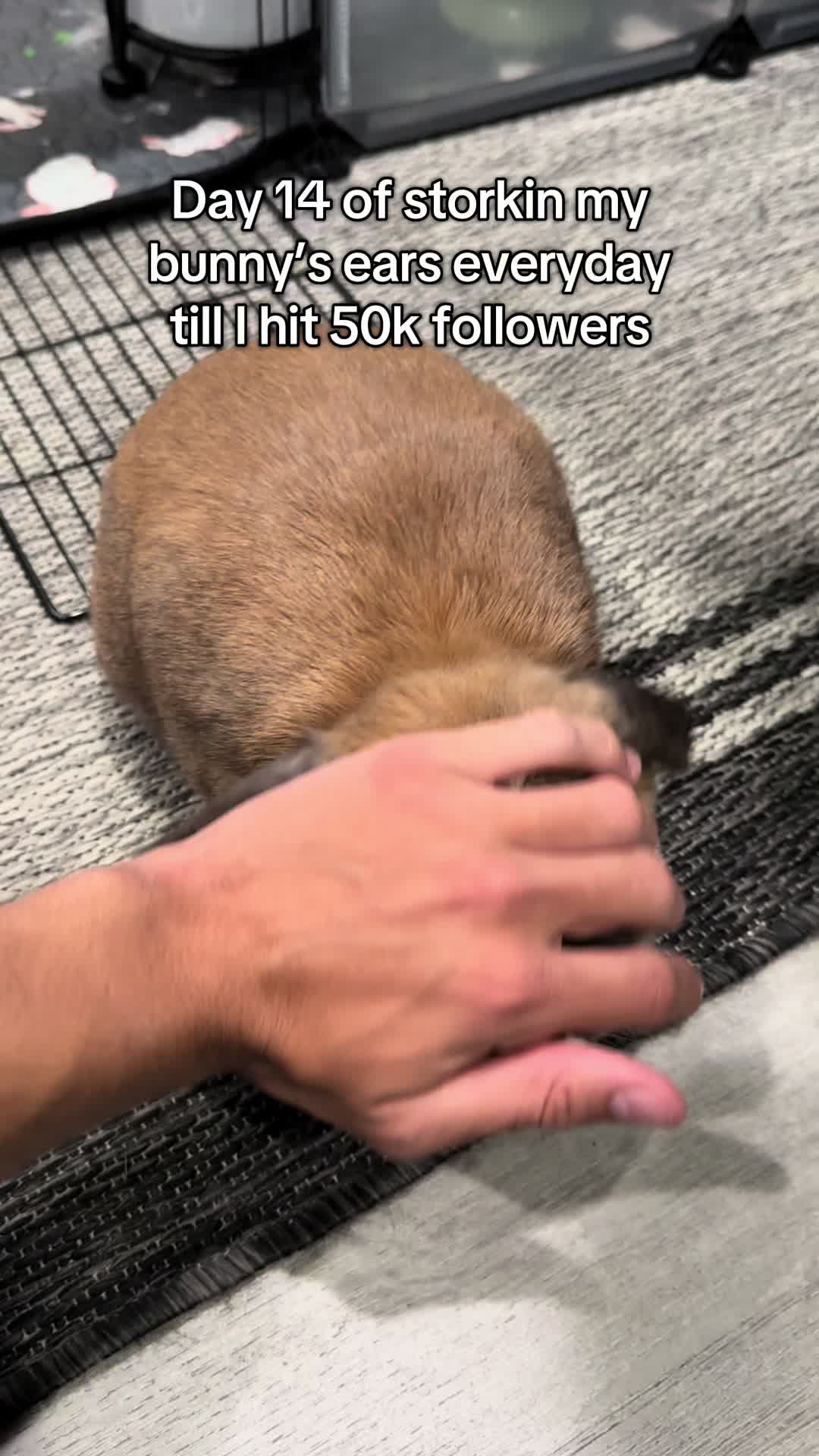 @honeythebunny24
