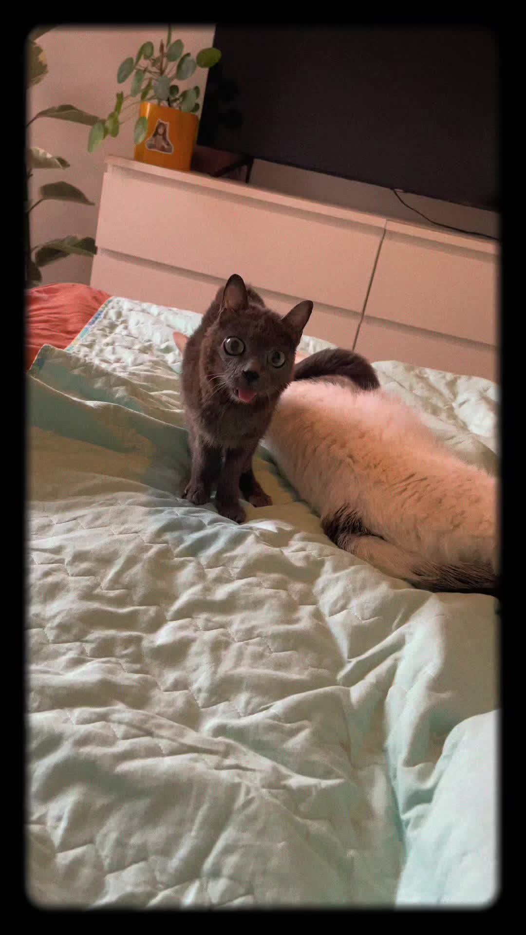 @blu_the_blep