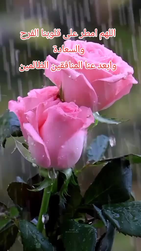 @🇹🇳💞💥💥زهور الامل💥💥💞🇹🇳