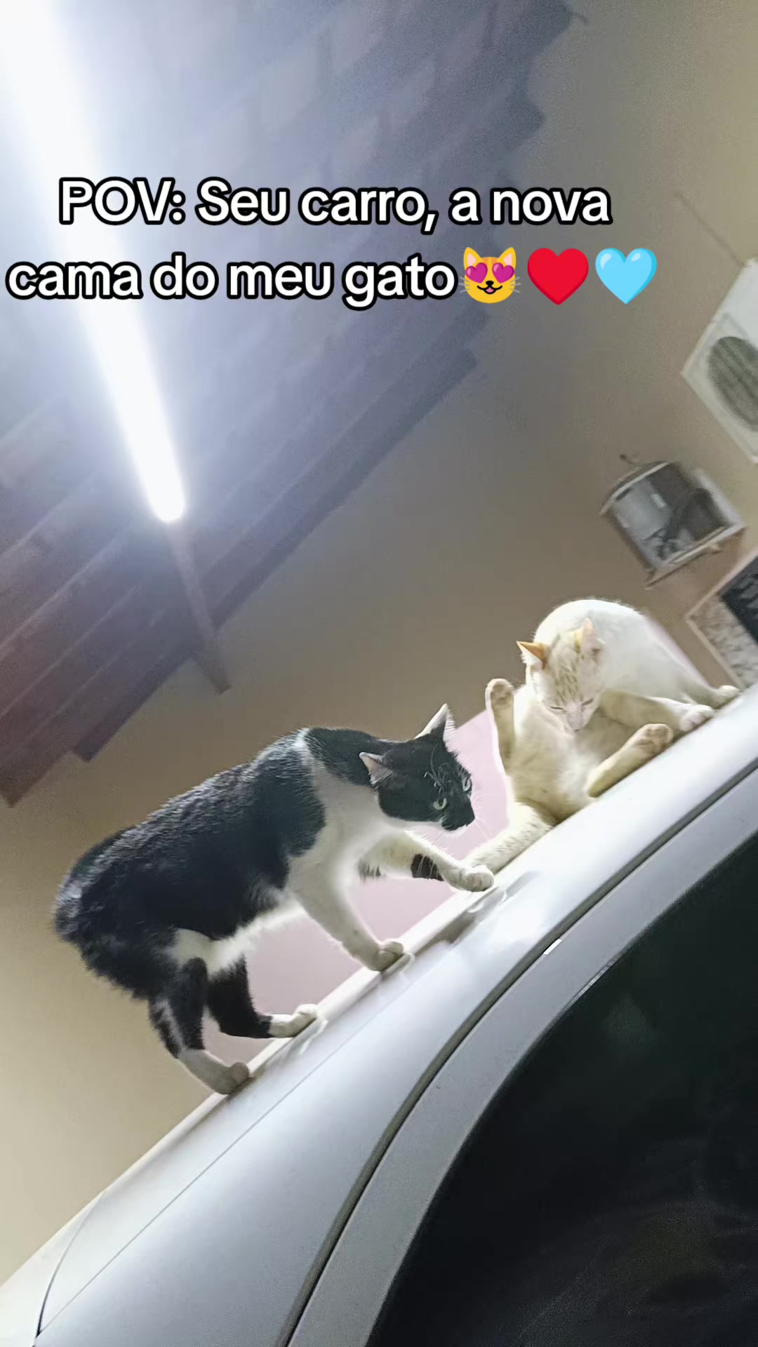 @Paula Alves