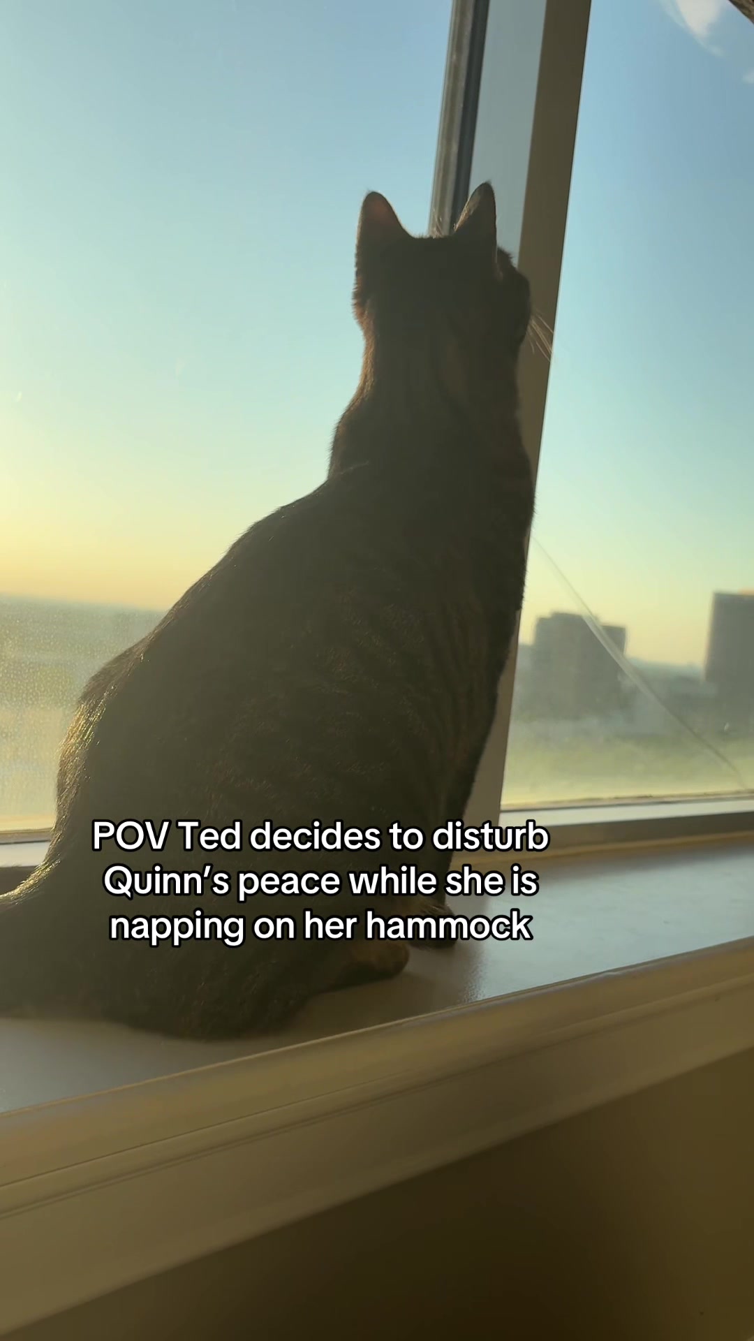 @Quinn The Calico
