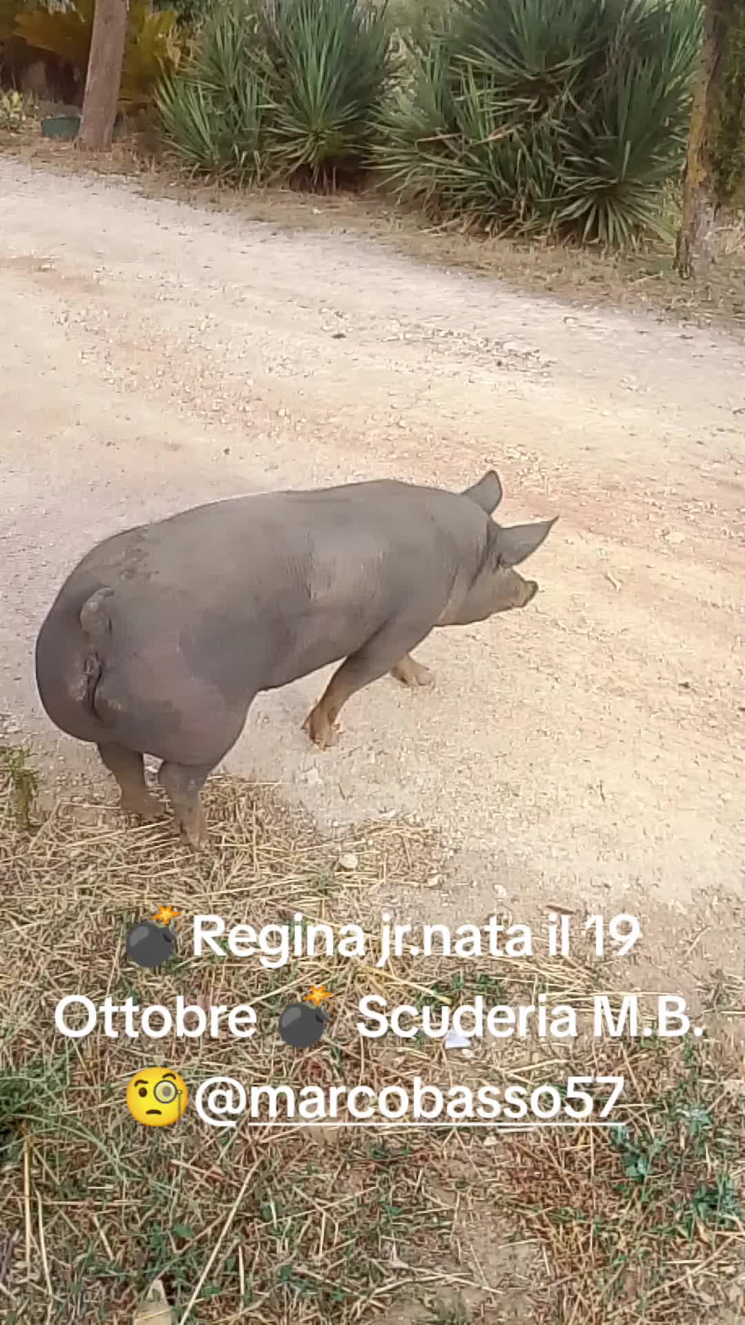 @Stefano Zagara