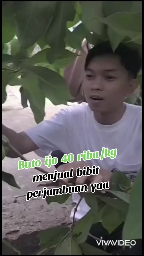 @Bibit khusus samarinda