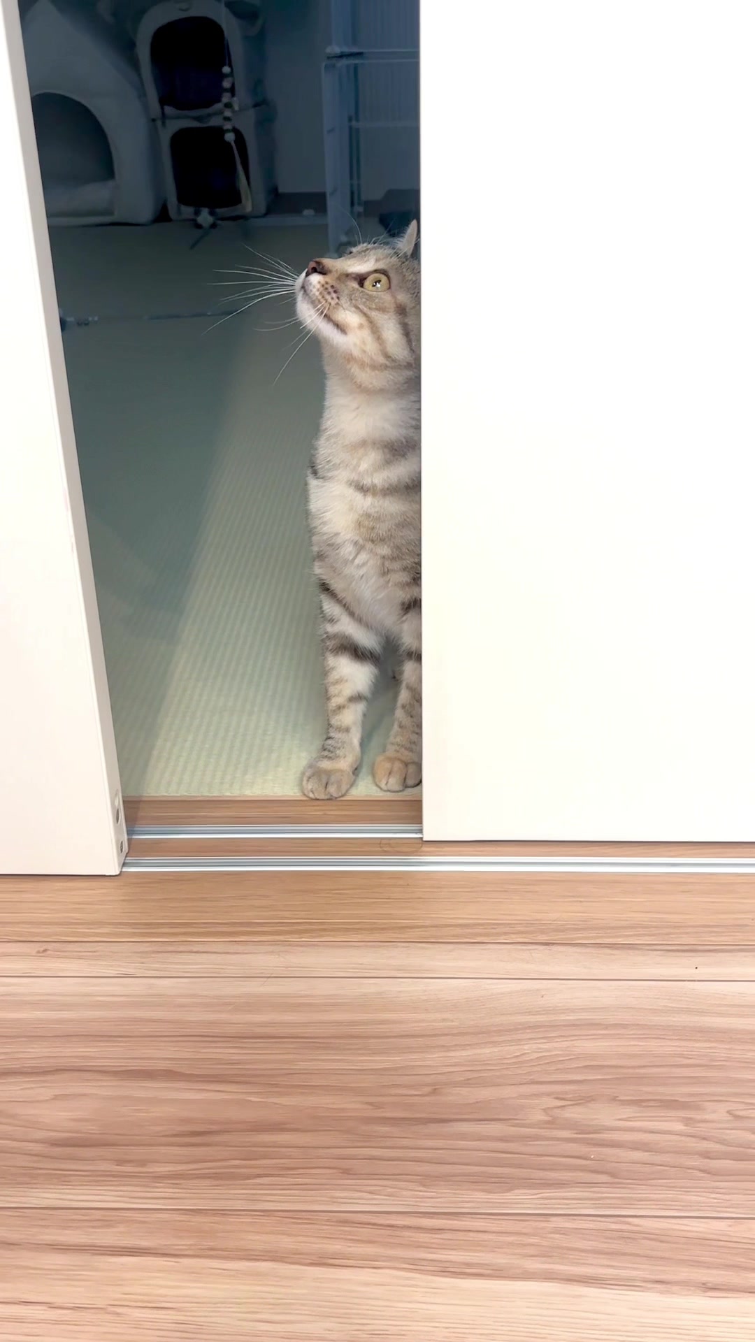 @飼い主とネコたち
