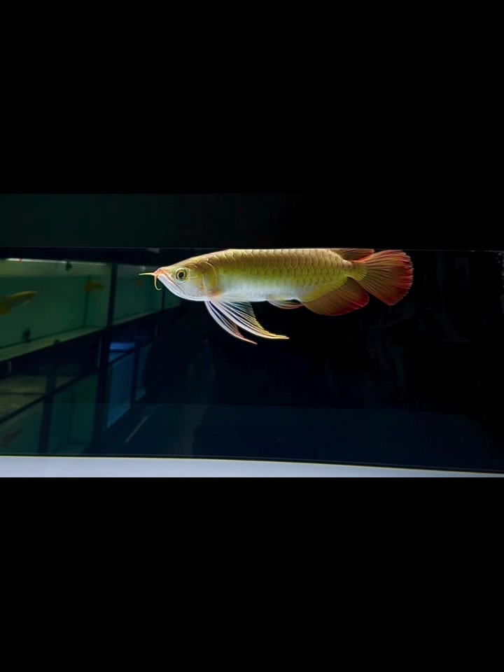 @網上看魚