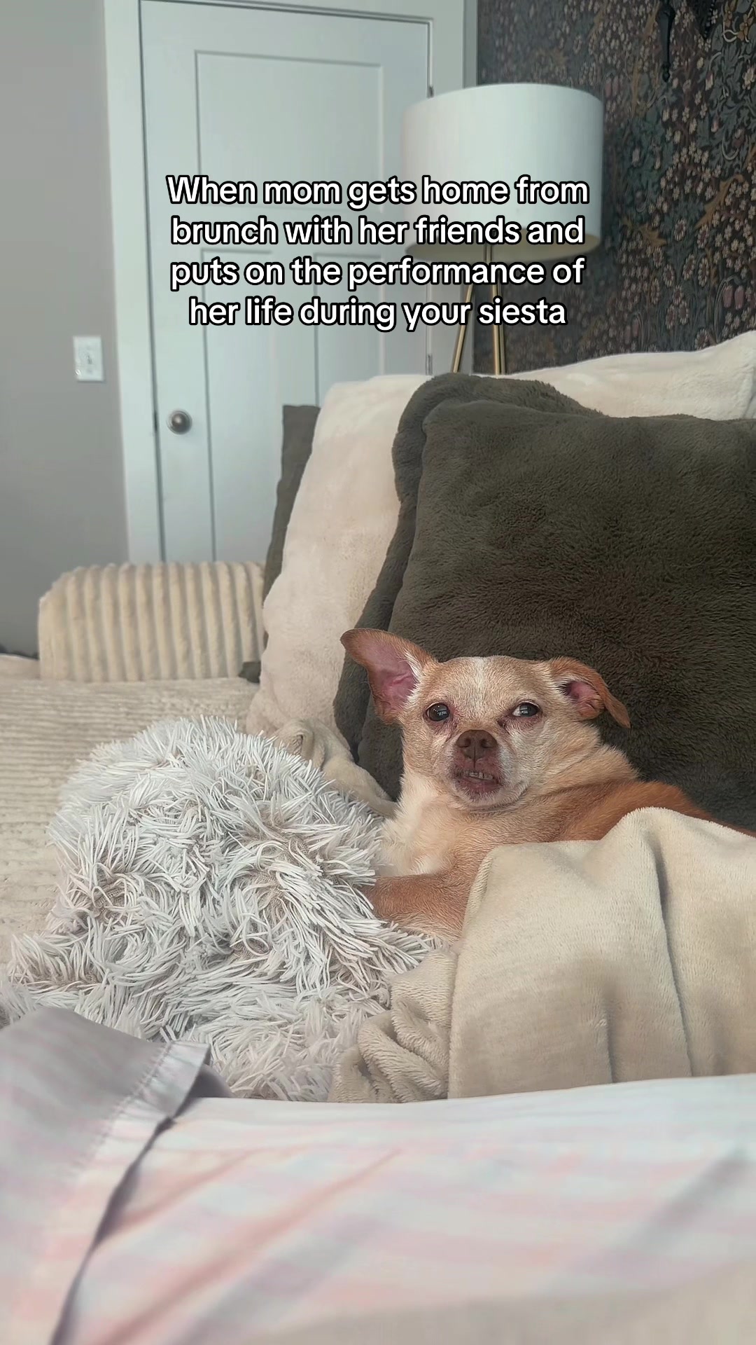 @Cody the Chi & The Spare Ones