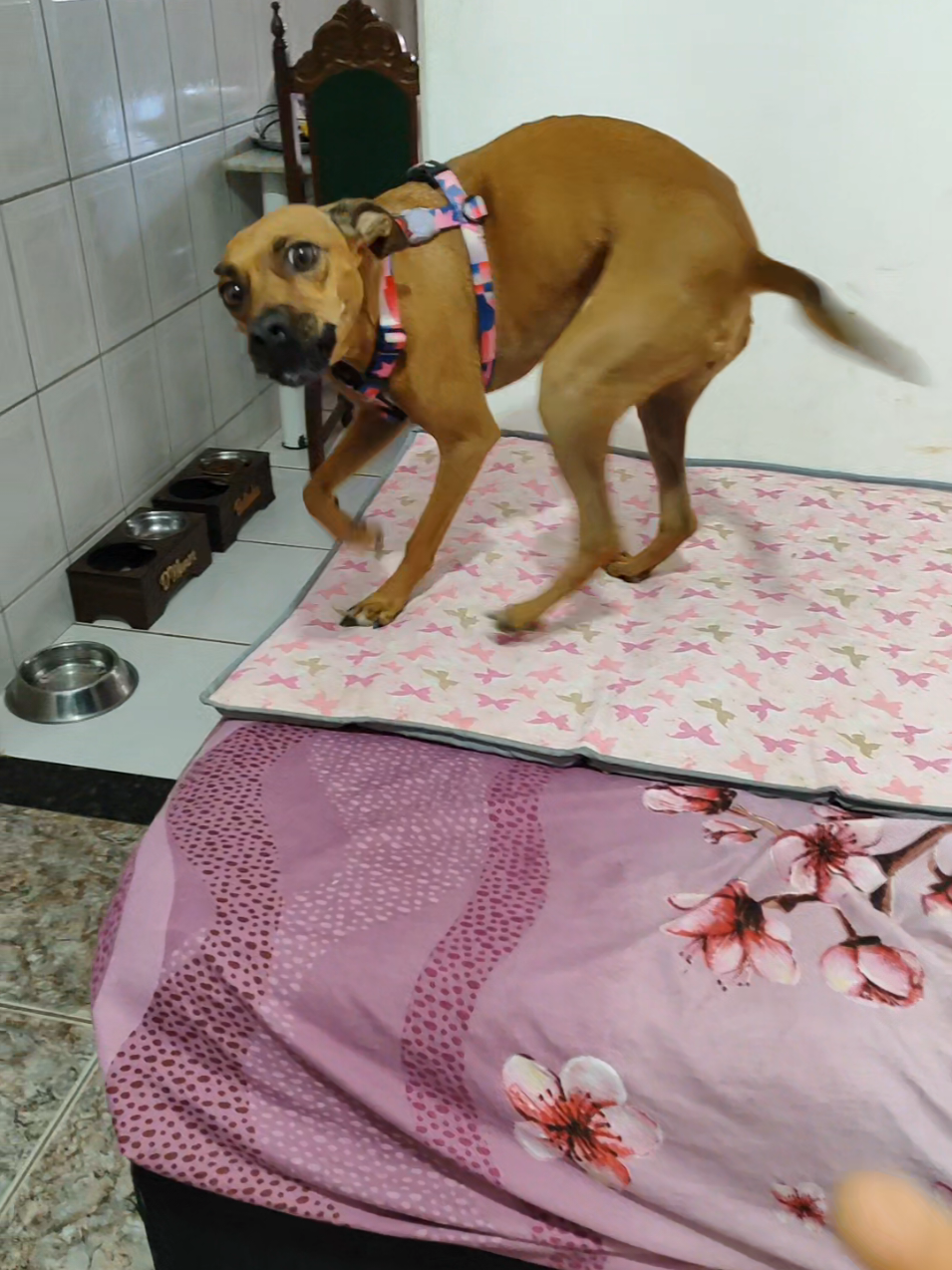 @Belinha e tiamara