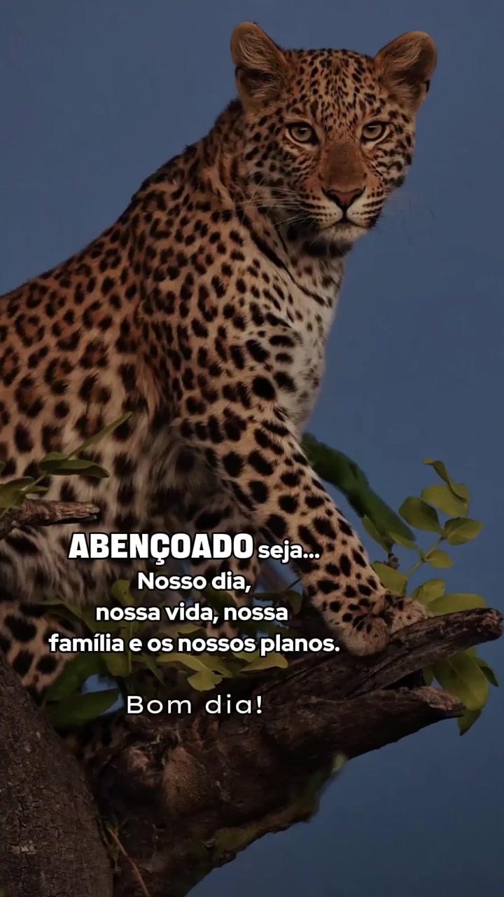 @𝙁𝙚𝙡𝙞𝙣𝙖.𝙈𝙚𝙣𝙩𝙚96🐆❤️