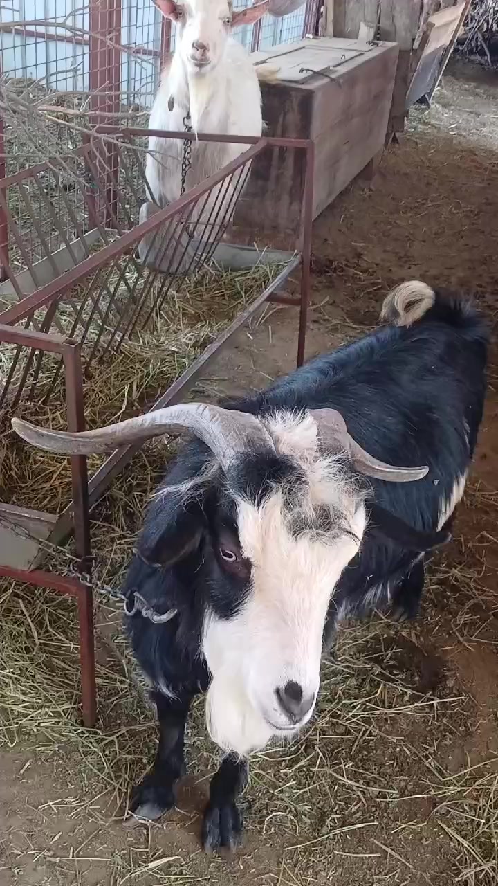 @Deniz Çezik