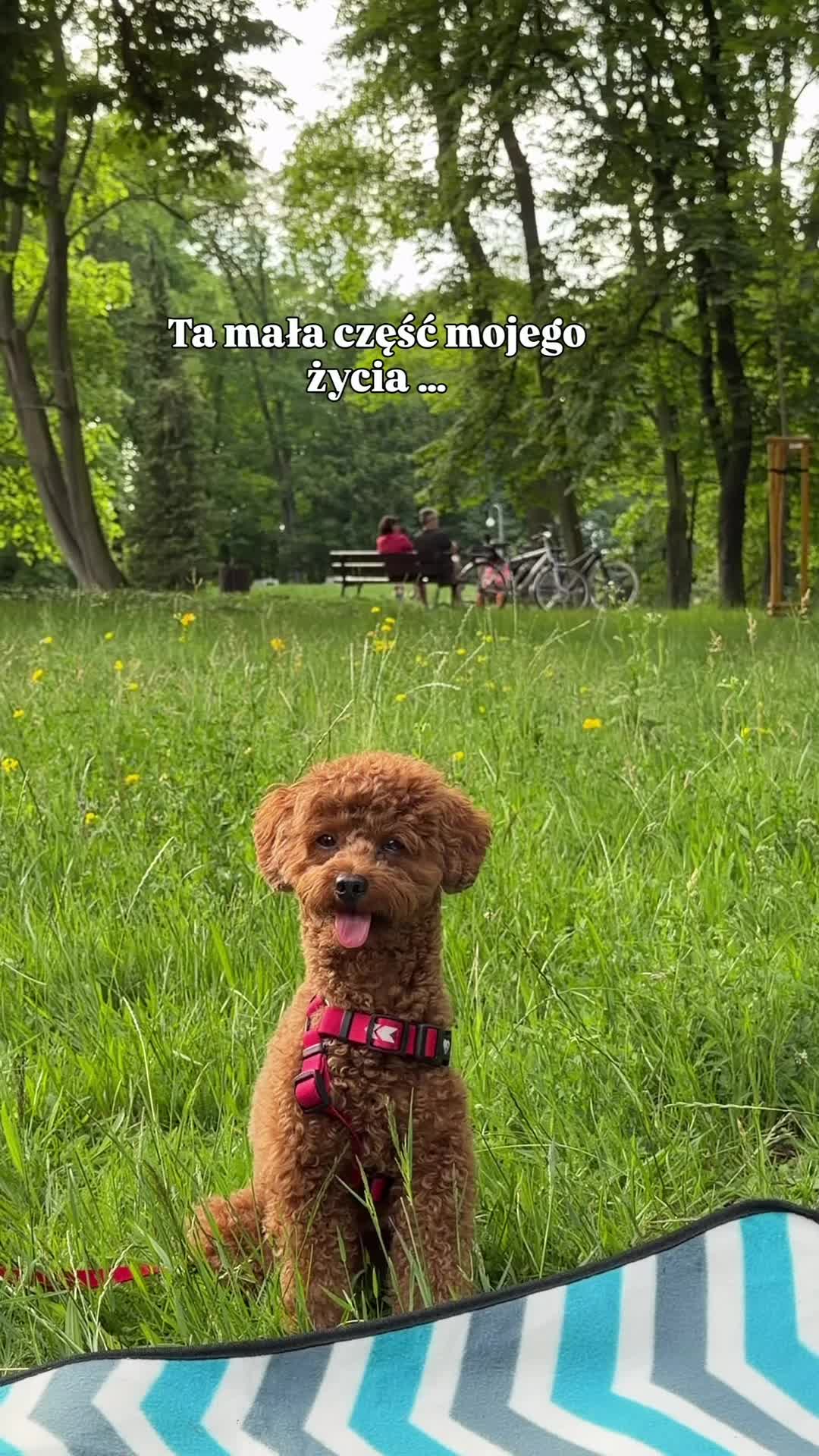 @Benni 🐾 IG: benni_toypoodle