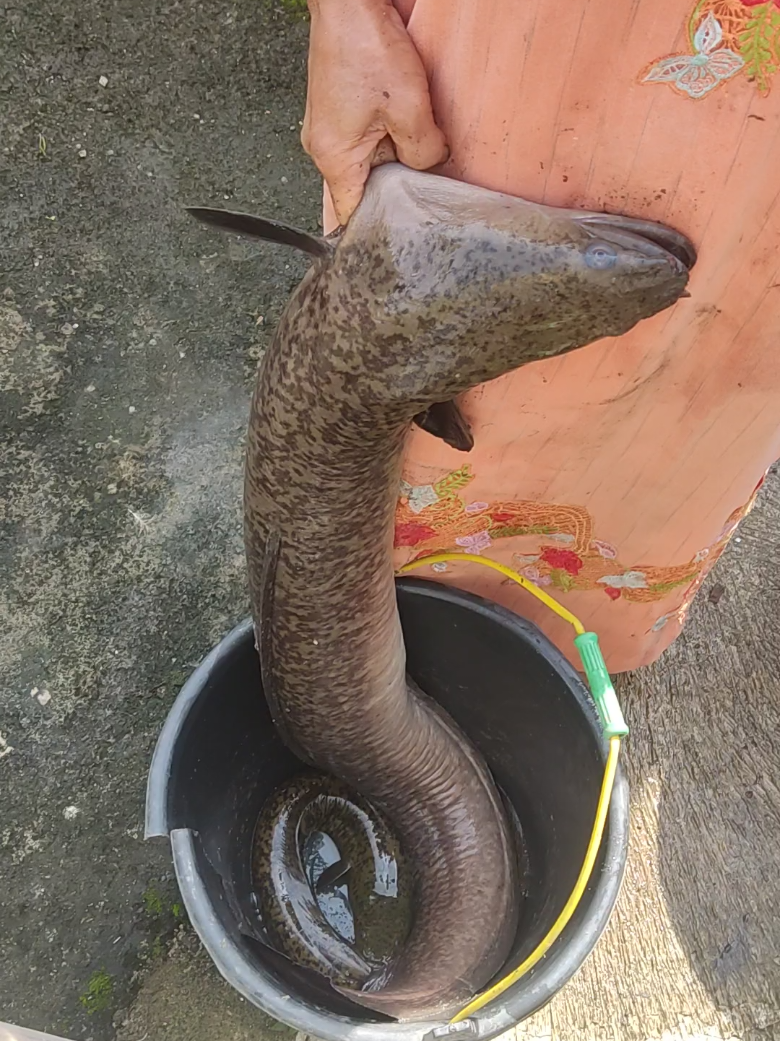 @Dewategek