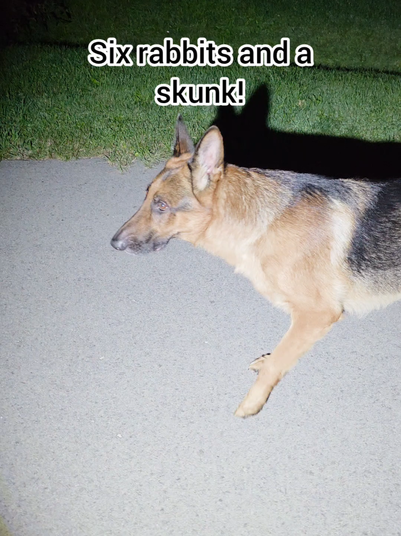 @BuddyandMikes Pal