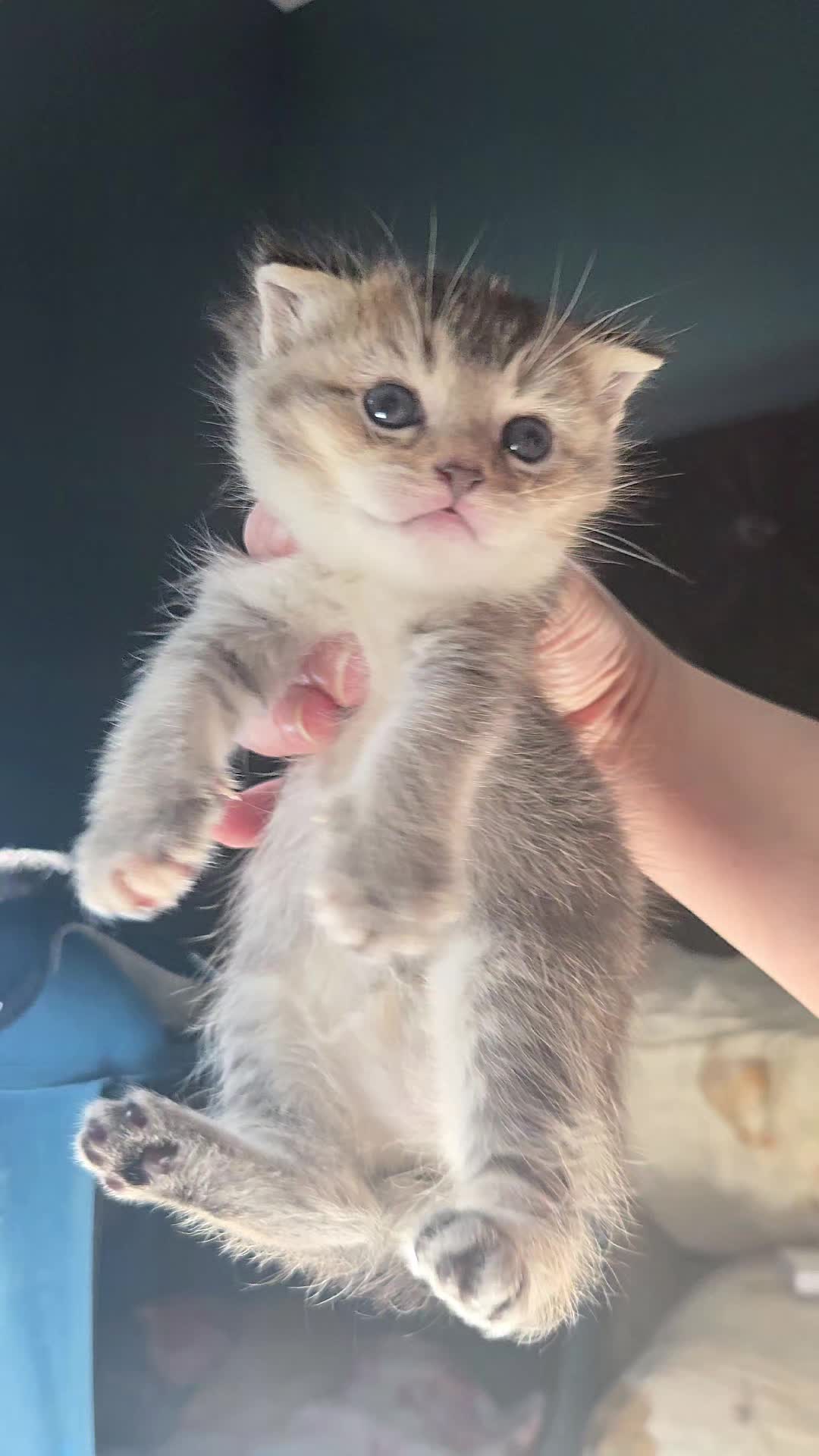 @Brittany's Beauties Kittens