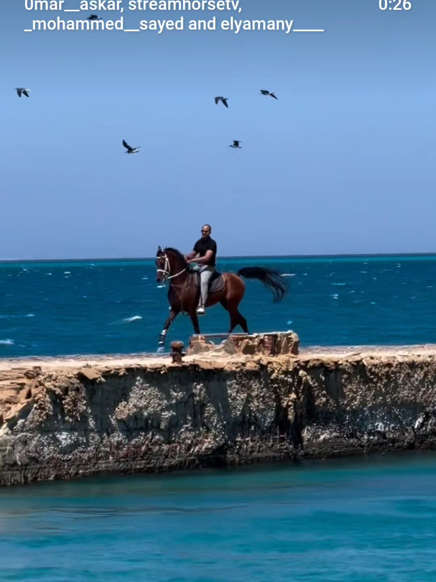 @streamhorse