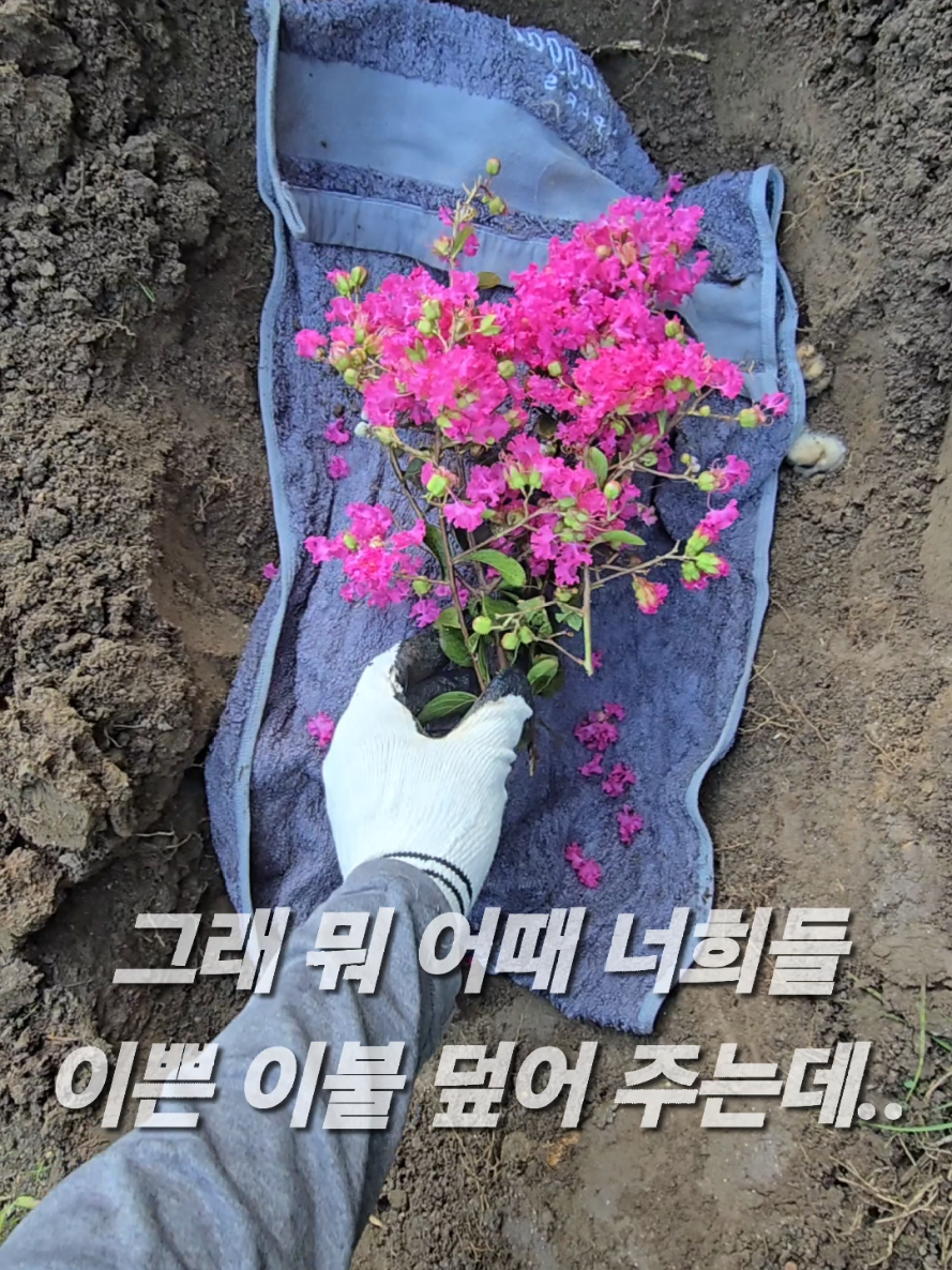 @유튜브 윤파머 납작복숭아