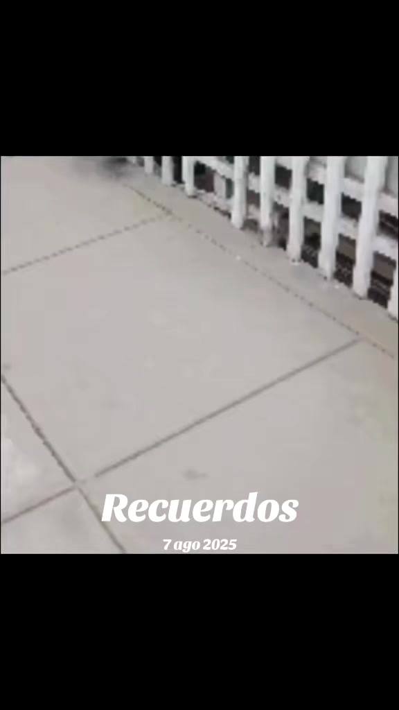 @Perritos Voladores