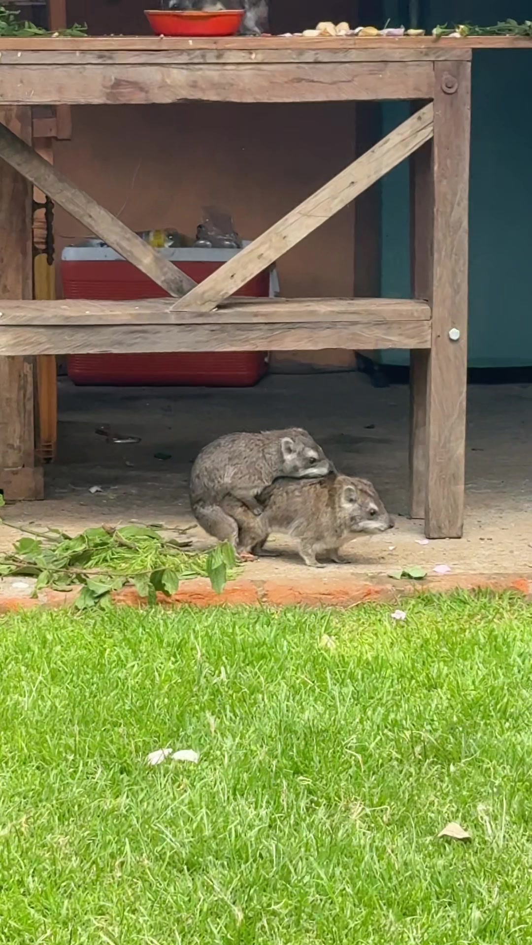 @squiggythehyrax