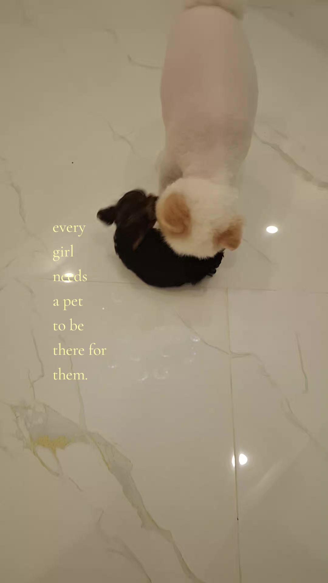@๐ ๊ฐเฆ๐๐๐ถ๐น๐ถเป๊ฑ ๐