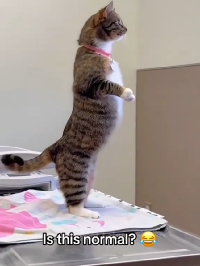 @Catman
