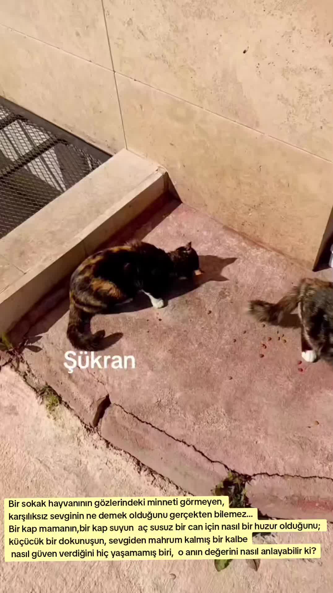 @M.E.R.C.A.N