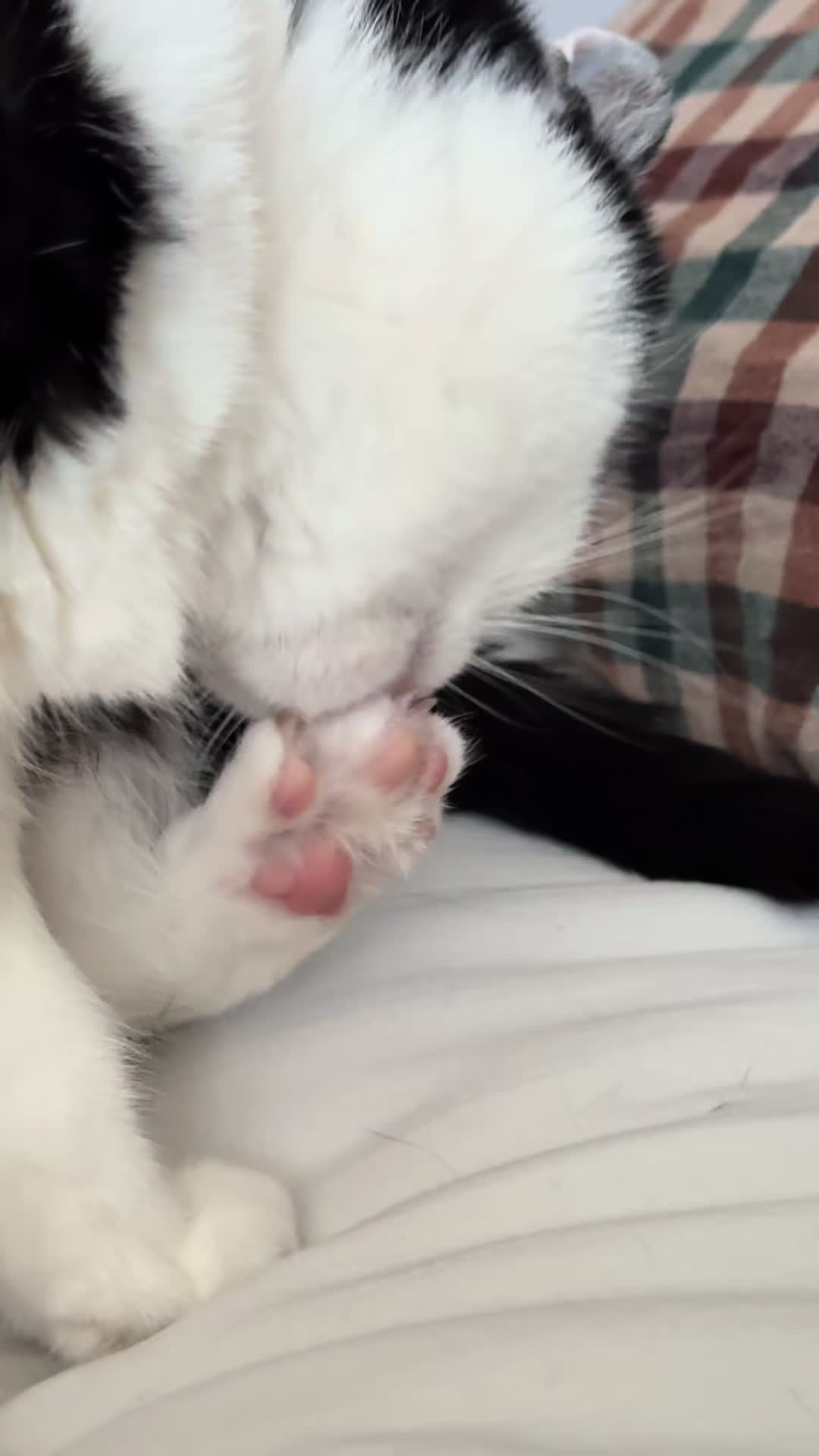 @Kobe the Kitty