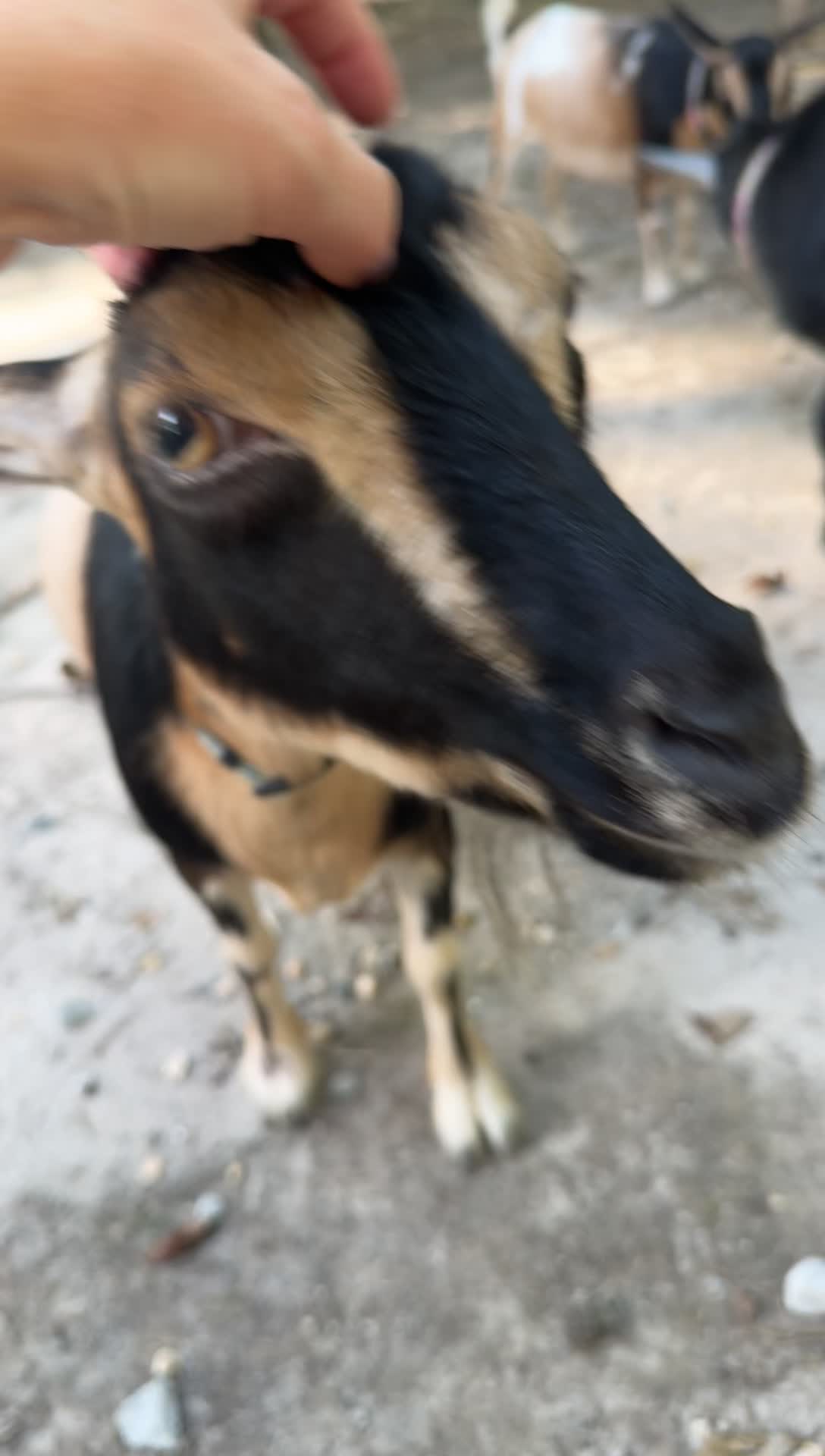 @whiteoakacres
