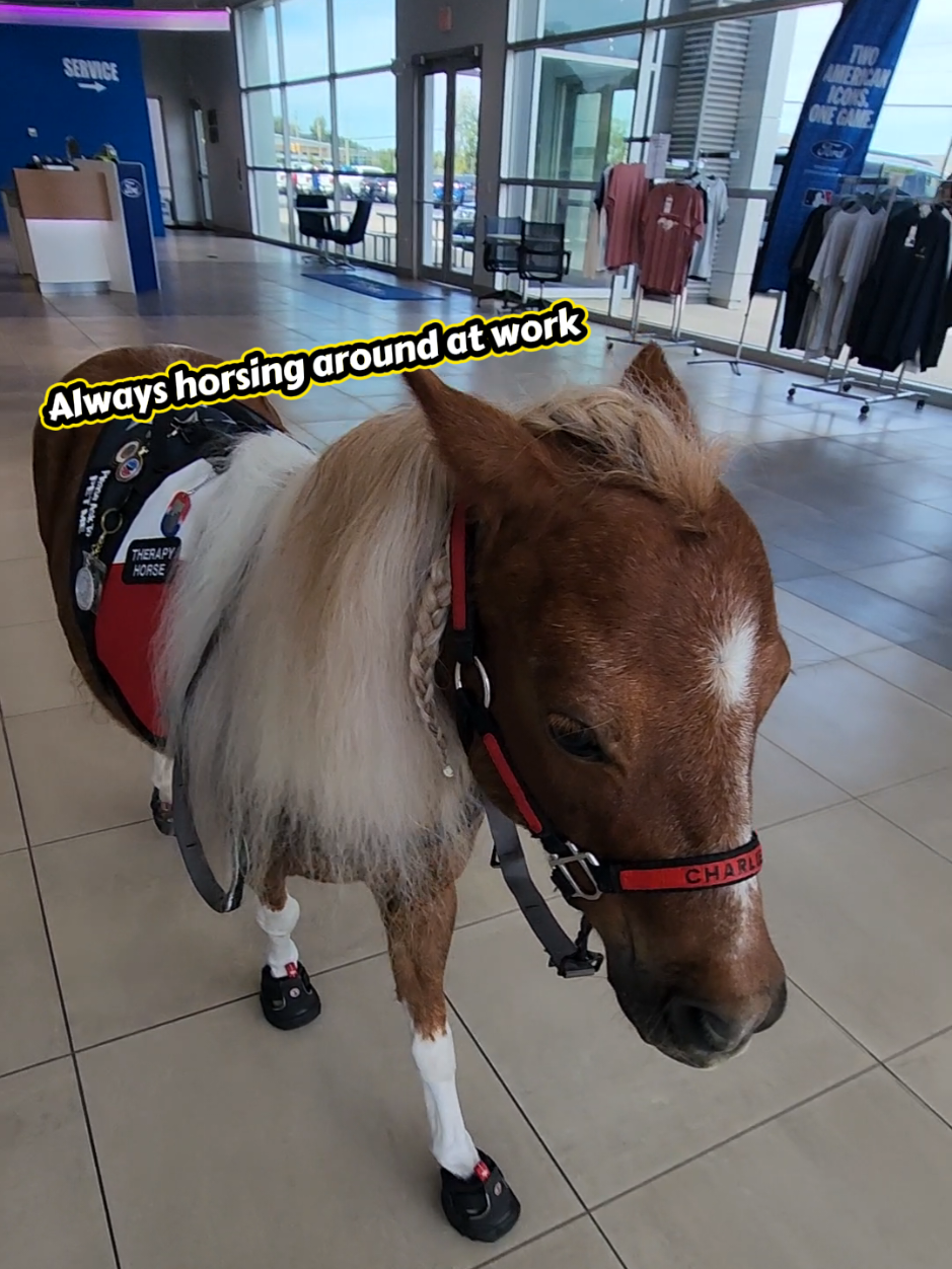 @minihorsemomandtrainer🐴🐴🐴🐴
