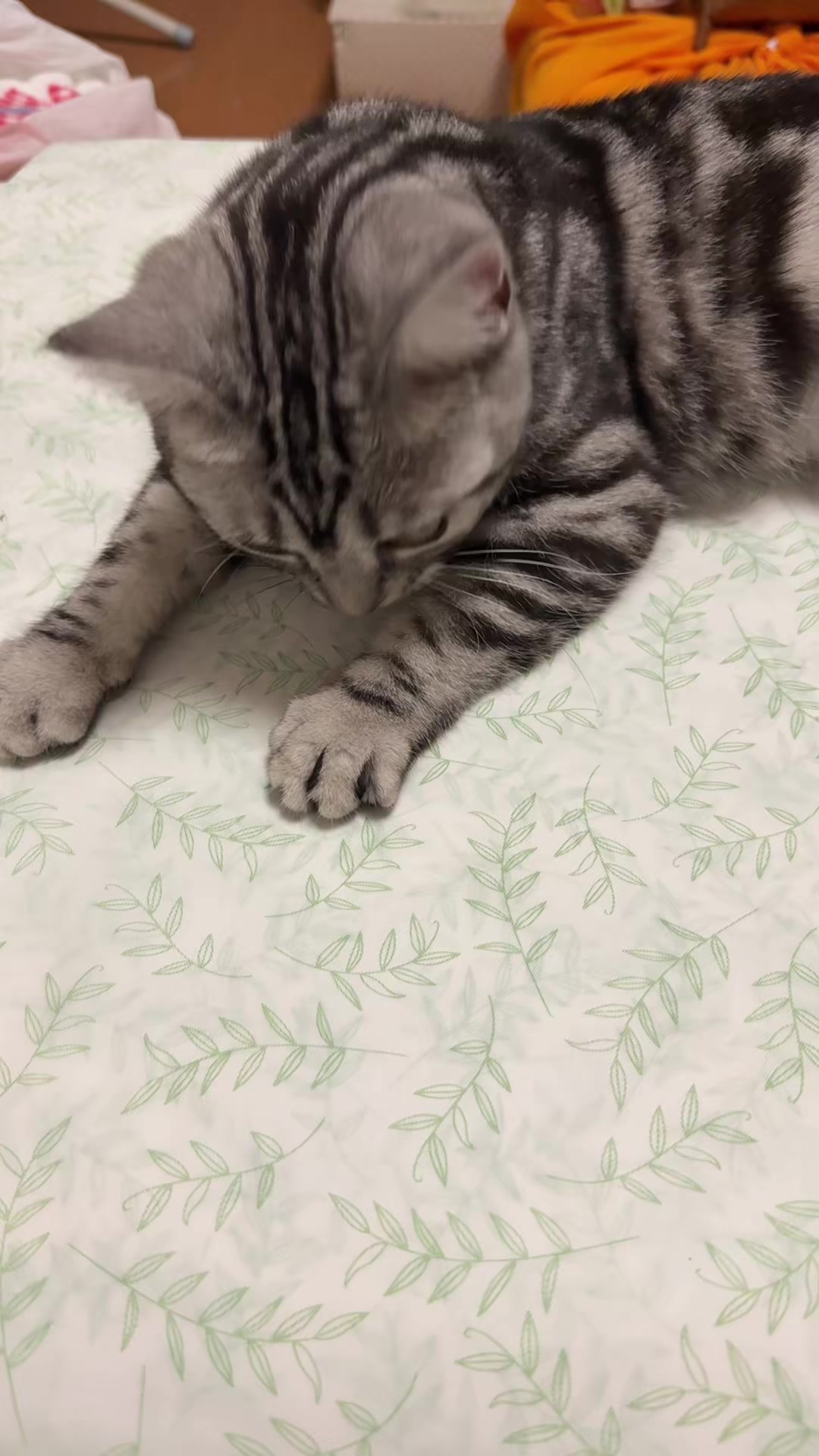@パンダコンダ