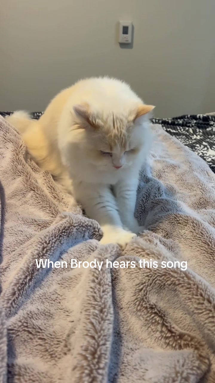 @Brody The Ragdoll Cat
