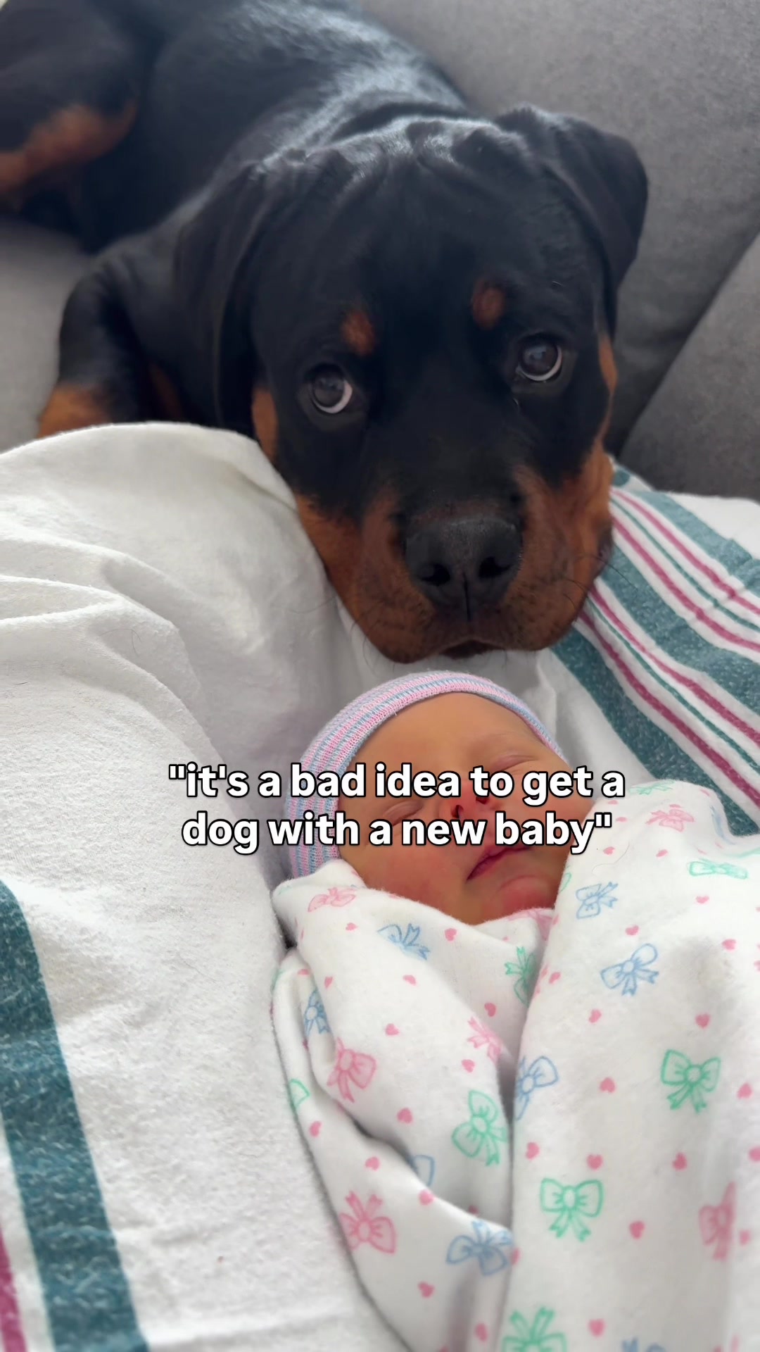 @Rex the Rottweiler
