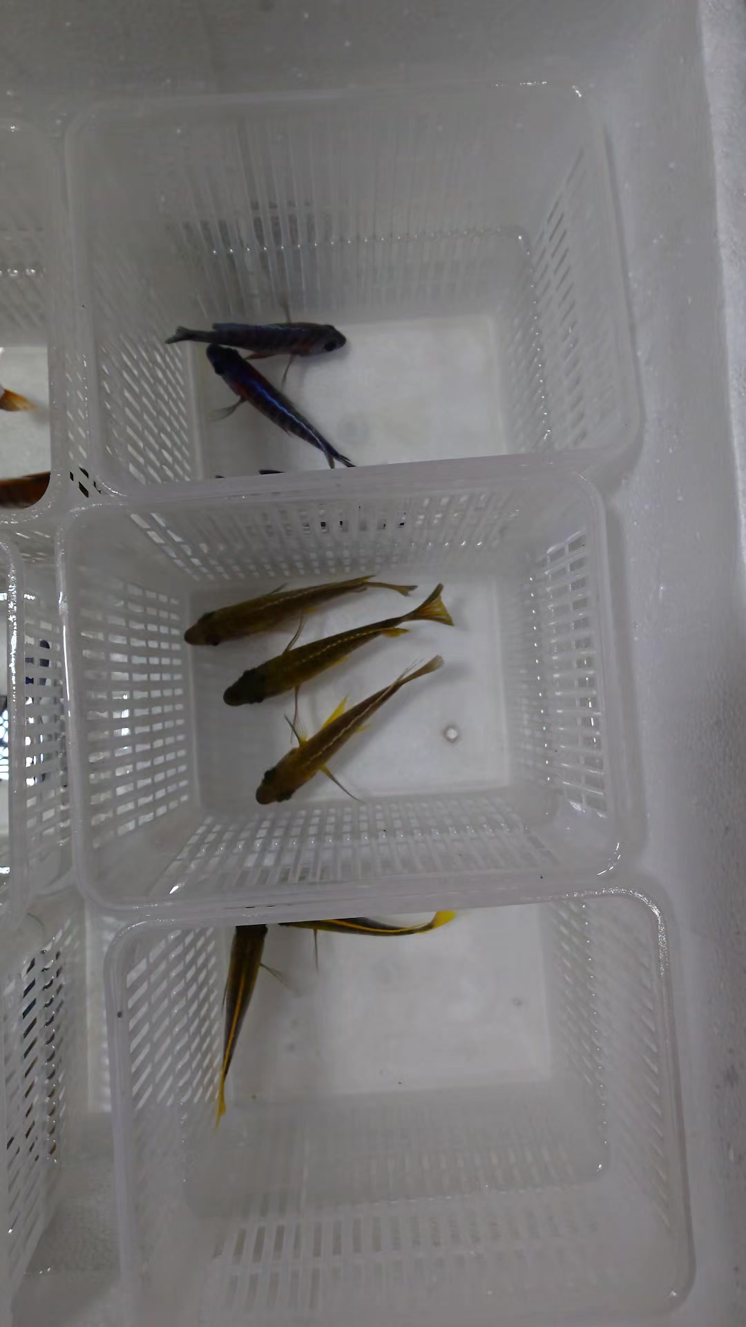 @Long life pet fish co. Ltd