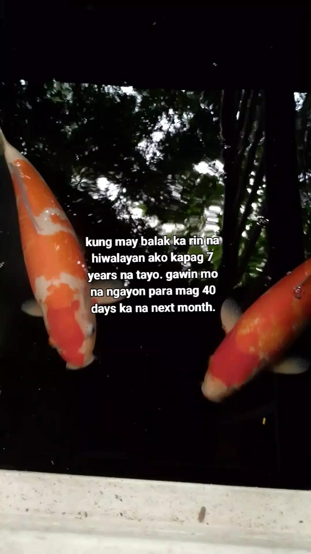 @elle౿