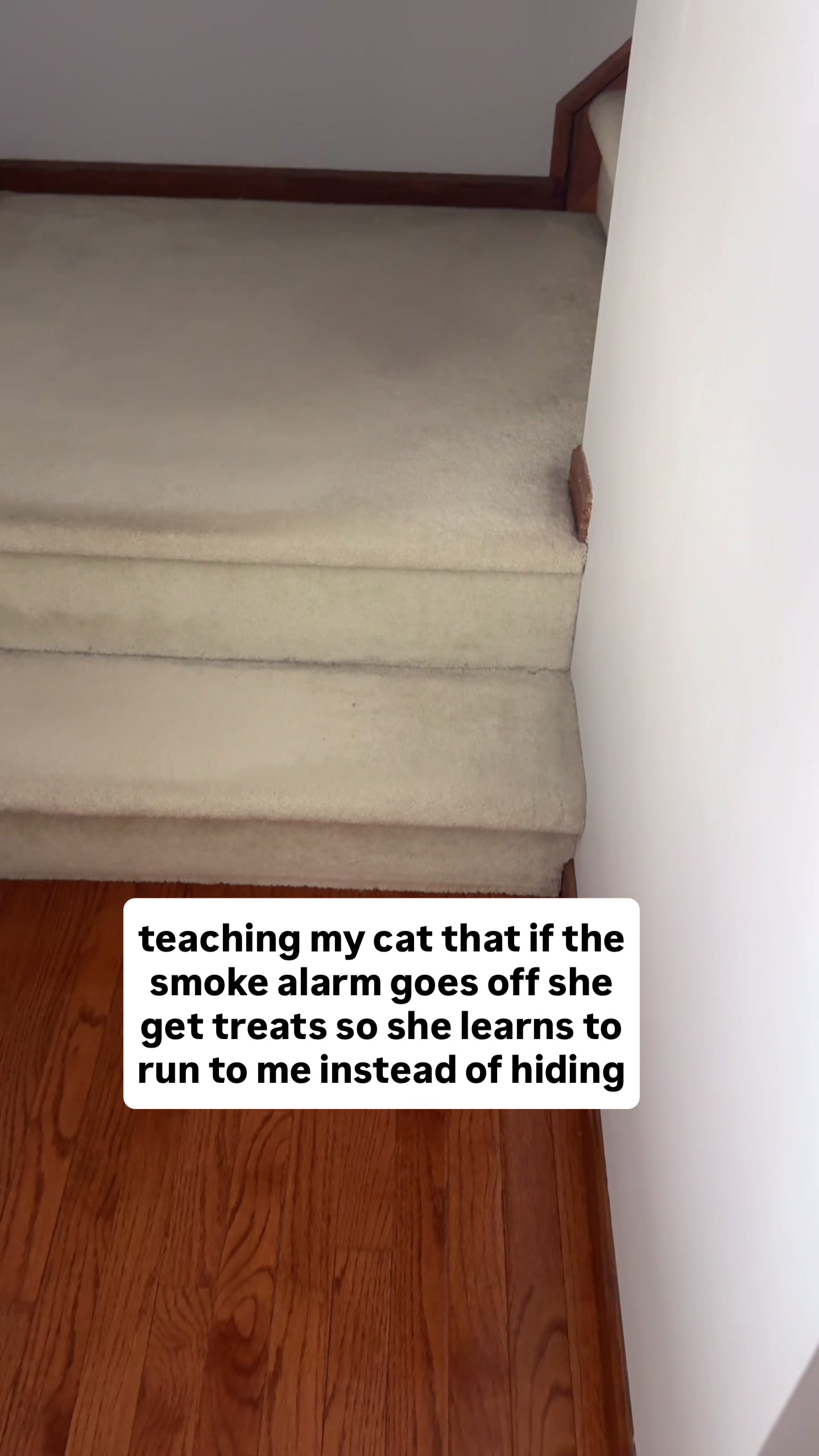 @purrfectinfluencer