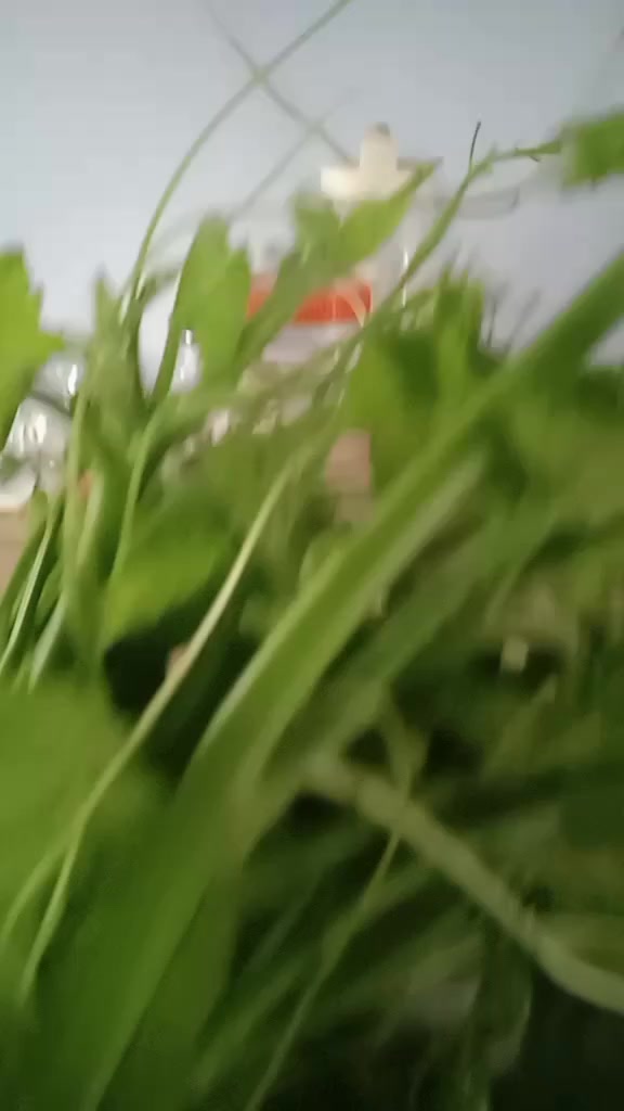 @gita khatri