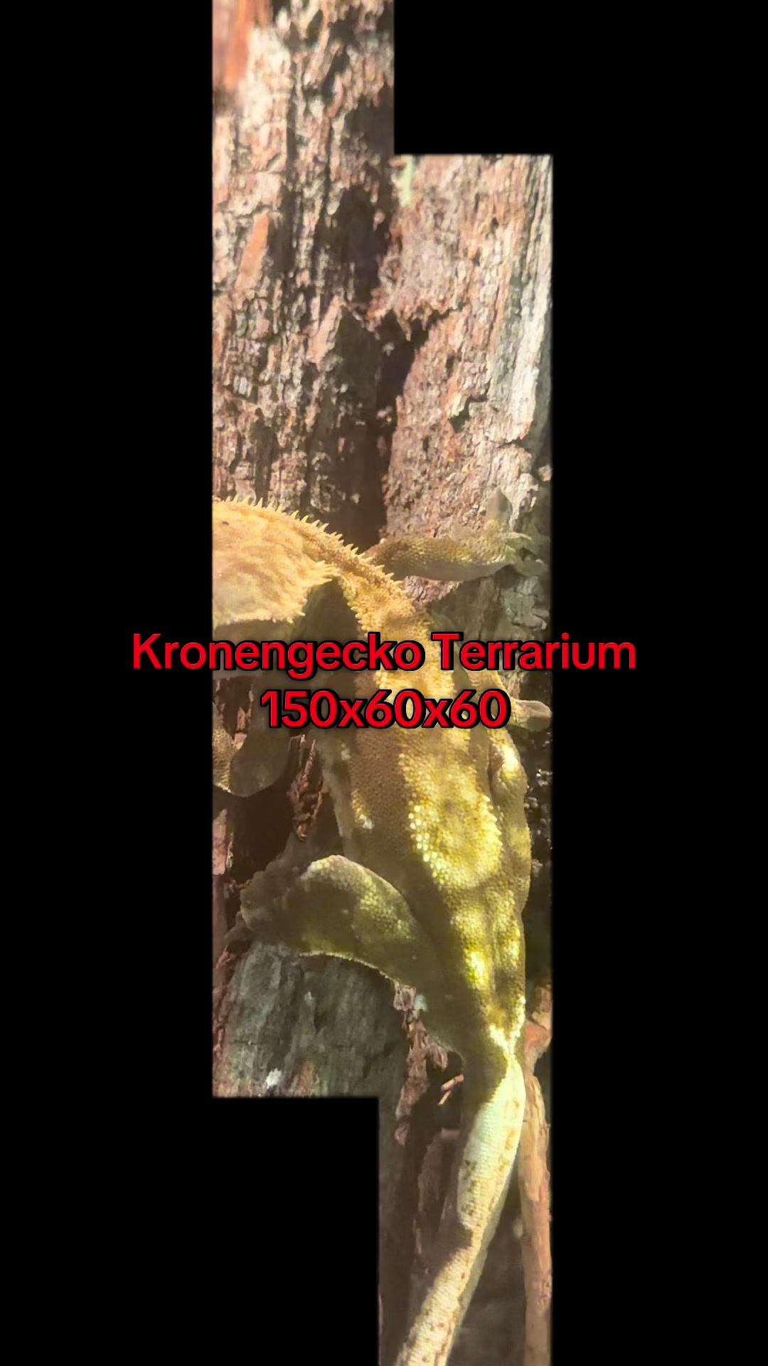 @jurassiczoo