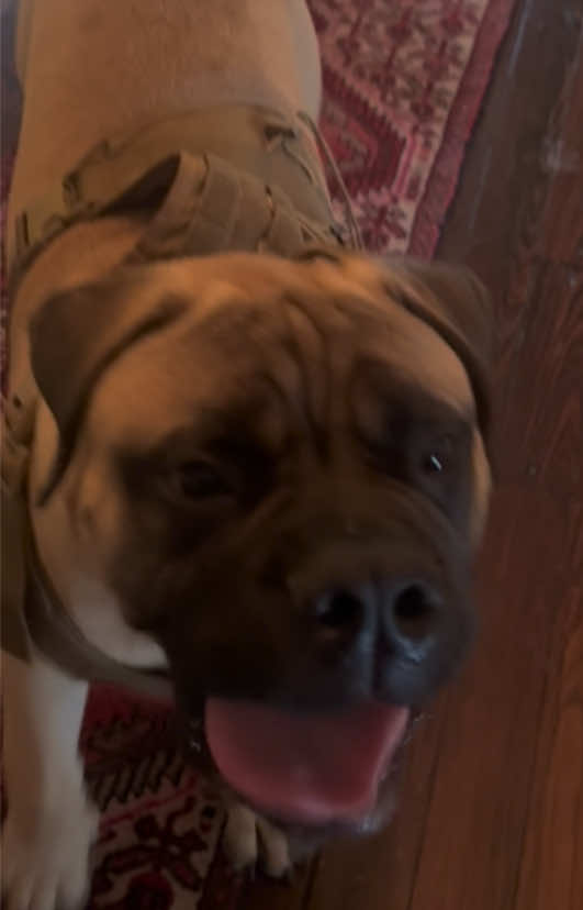 @Xander the Bullmastiff