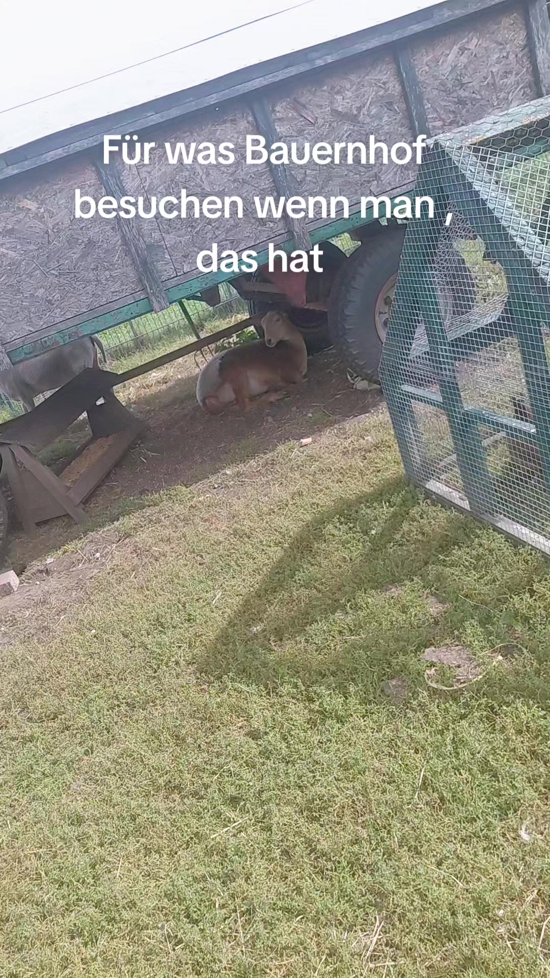 @Sarah🦔🐿🦫