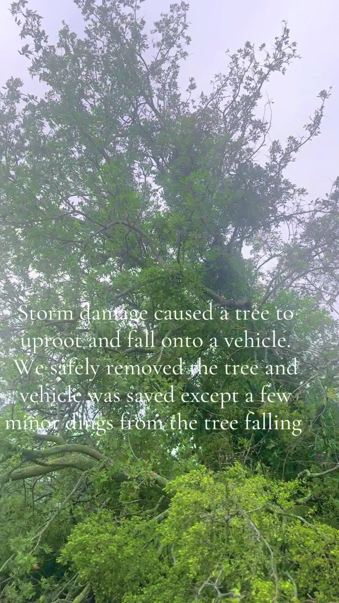 @Superior Lawn and Tree