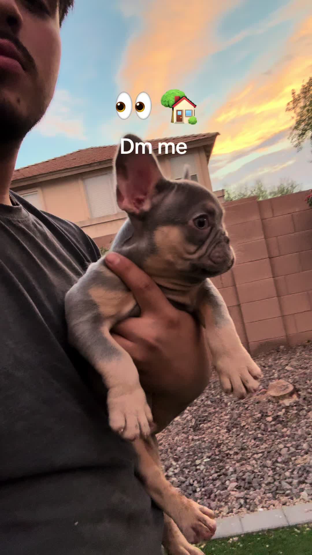 @Luxeaz_frenchies