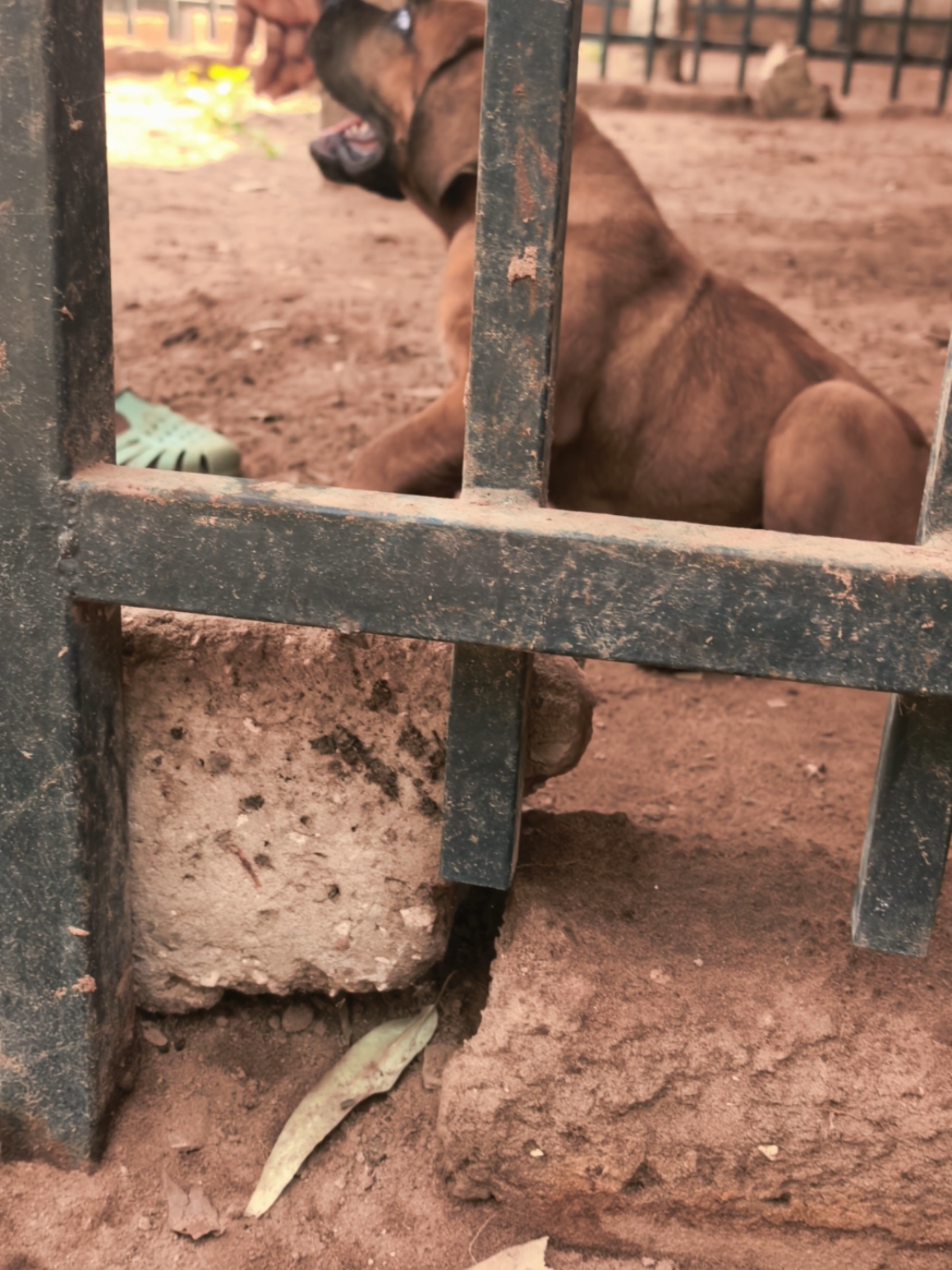 @Irie Boerboels Sn