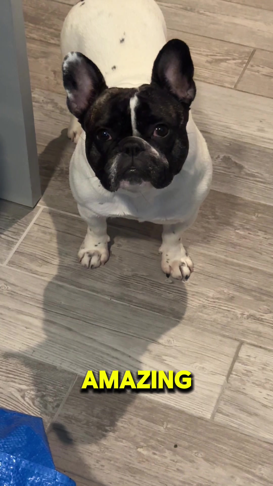 @Luna the Frenchie & Friends