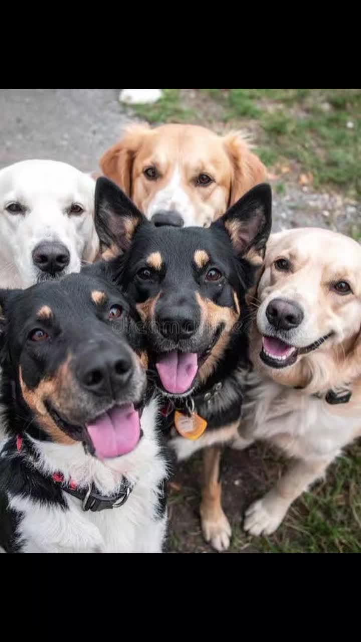@dog lovers