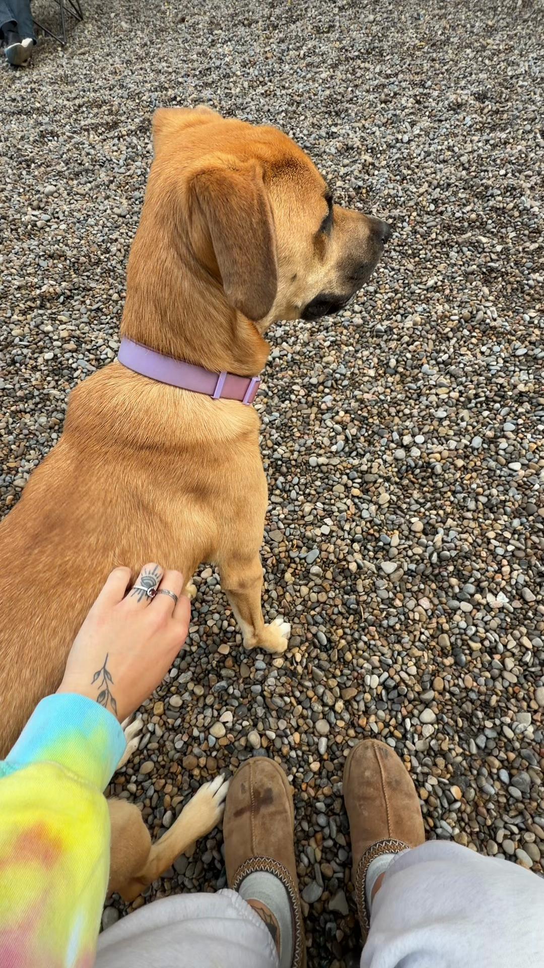 @Squish & Charlie's Dog Daycare