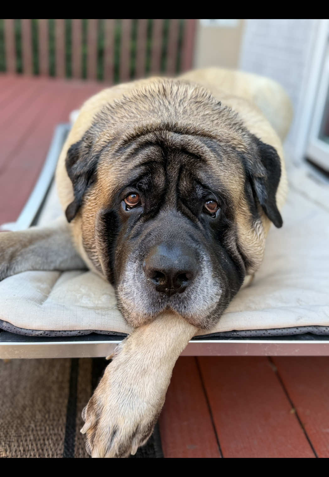 @Fronkythemastiff